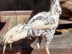 Velladiyan Rooster