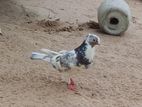 Pigeons