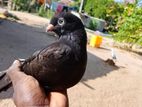 Pigeon
