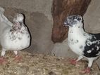 Pigeons