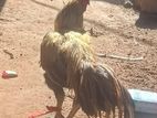 Velladiyan Rooster