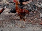 Rooster