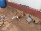 Velladiyan Kalappu Rooster
