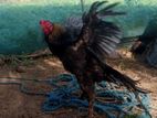 Velladiyan Rooster