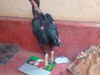 Rooster