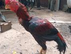Velladiyan Rooster