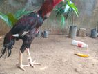 Velladiyan Rooster