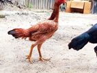 Velladian Rooster
