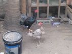Velladiyan Rooster