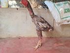 Velladiyan Rooster