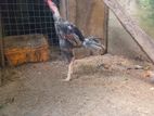 Velladiyan Rooster