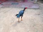 Velladian Rooster