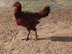 Farm Hen