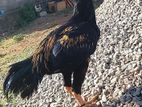 Velladian Rooster