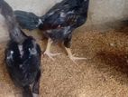 Velladiyan Rooster Chicks