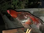 Velladiyan Rooster