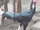 Velladiyan Rooster