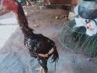 Velladiyan Rooster