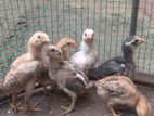 Velladiyan Rooster