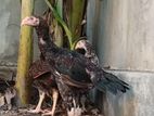 Velladiyan Rooster