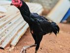 Velladiyan Rooster
