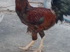 Velladiyan Rooster