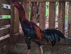 Velladiyan Rooster