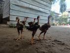 Velladiyan Rooster
