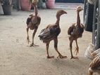 வெள்ளாடியன் சேவல்