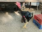Velladiyan Rooster
