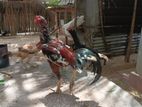 Velladiyan Chickens