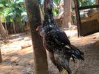 Velladiyan Rooster