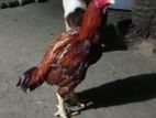 Velladian Rooster