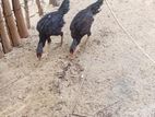 Roosters
