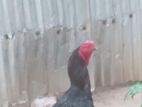 Velladijan Rooster