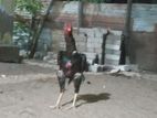 Aseel Rooster