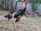 Velladiyan Rooster