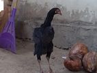 Velladiyan Rooster