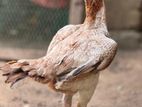 Velladiyan Rooster
