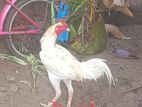Velladiyan Chick