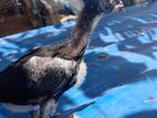 velladiyan chick