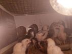 velladiyan Chick's
