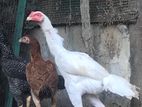 Velladiyan Roosters