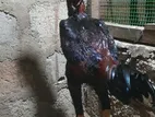Velladiyan Rooster