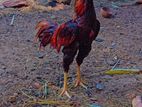 Velladiyan Rooster
