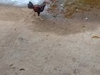 Velladiyan Rooster