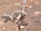 Velladiyan Rooster