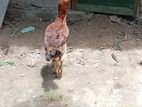 Velladiyan Rooster