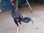 Velladiyan Rooster