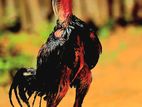 Velladiyan Rooster